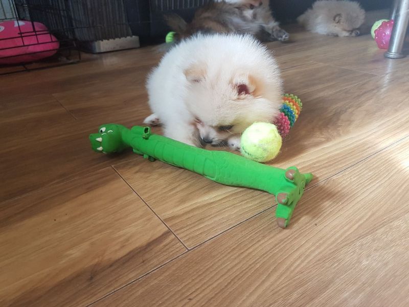 Regalo Volpini cuccioli di pomerania