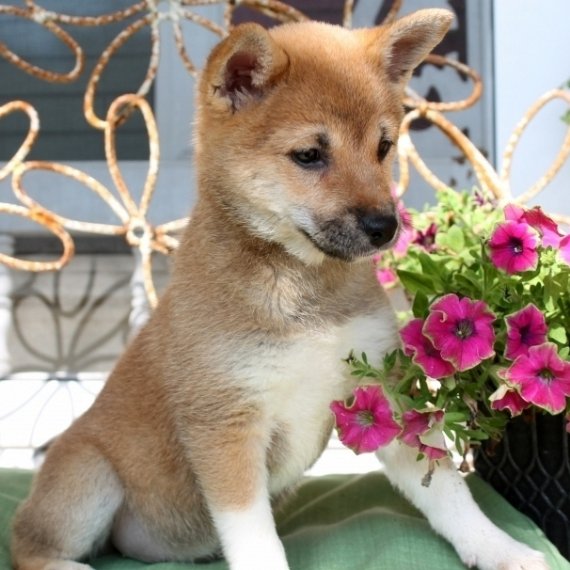 REGALO due cuccioli di Shiba Inu per l'adozione
