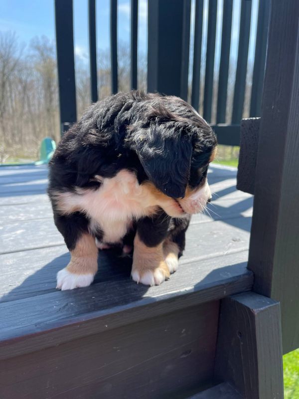 Disponibili cuccioli di Bernedoodle in miniatura  E-MAIL (marieiris783@gmail.com)