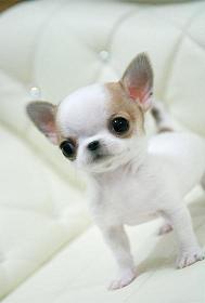 regalo cuccioli di chihuahua disponibili per l'adozione