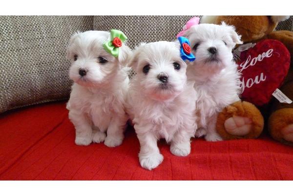  regalo cuccioli di Micro maltese disponibili per l'adozione