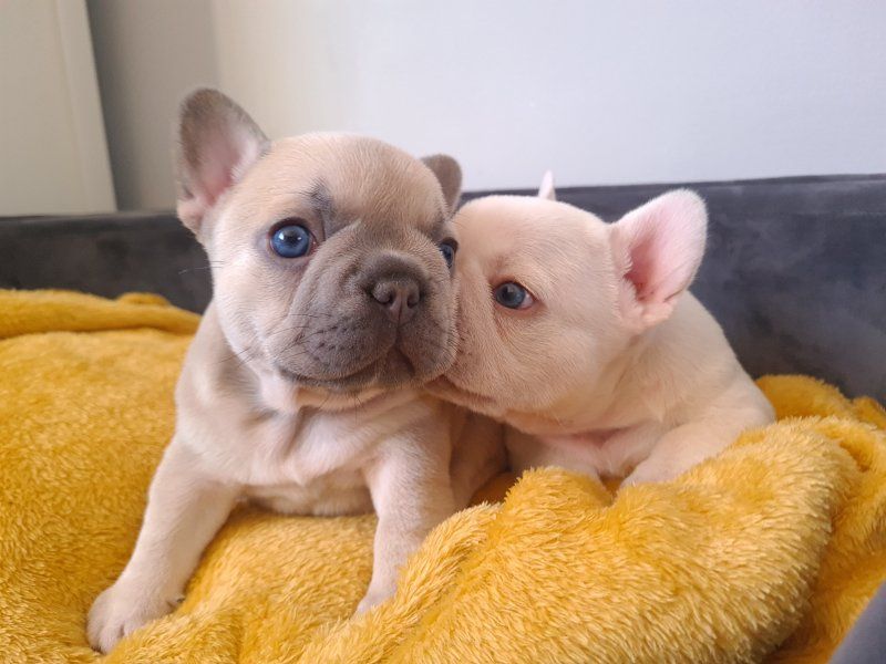 REGALO Cuccioli di Bulldog Francese