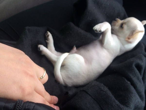 Chihuahua