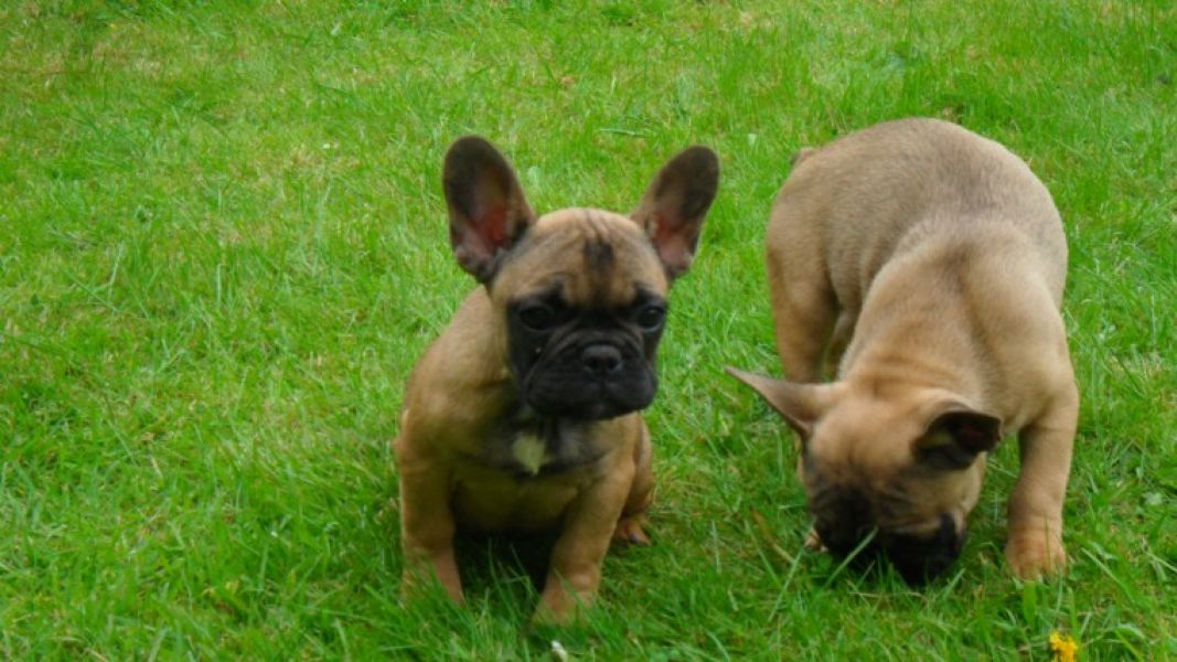 REGALO Cuccioli di Bulldog Francese