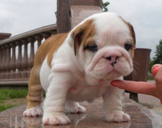 Gregario e amichevole cuccioli di Bulldog Inglese
