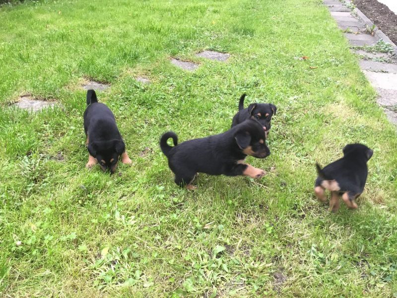 Molto bella e sani cuccioli di ROTTWEILER  per adozione (gratis)