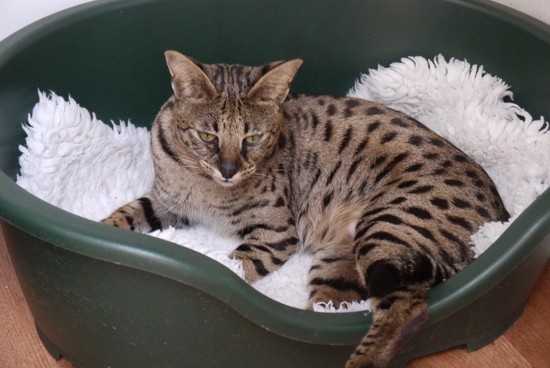 Regalo gattini savana per adozione