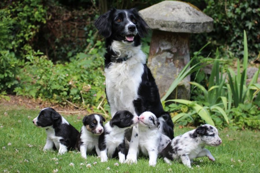 Adorabili cuccioli di border collie IN ADOZIONE GRATUITI