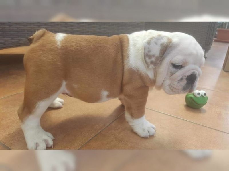 2 Adorabili cuccioli di bulldog inglese