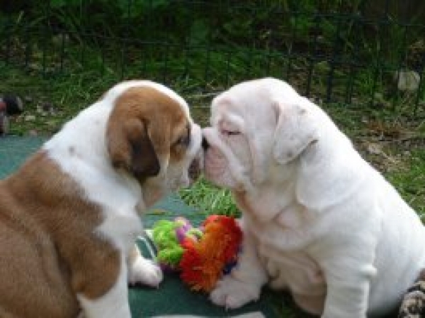 Adorabili cuccioli di bulldog inglese femminucce e maschietti disponibili per l'adozione