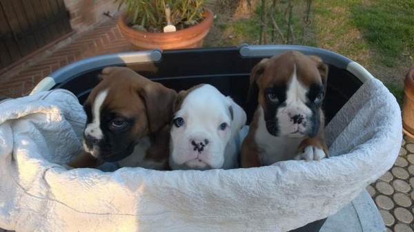 Boxer Cuccioli