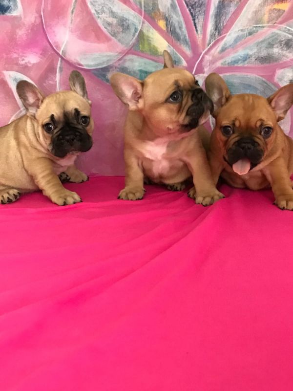 Adorabili cuccioli di Bulldog Francese femminucce e maschietti disponibili per l'adozione gratuita