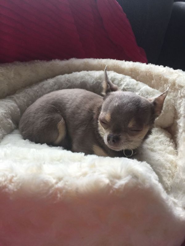 Cuccioli di Chihuahua