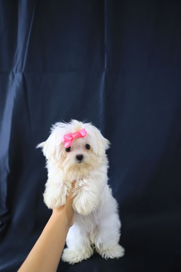 Regalo Bellissimi cuccioli di maltese