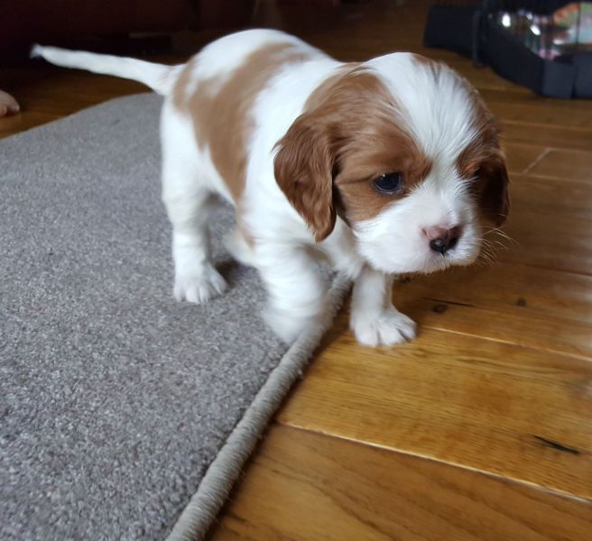 Cuccioli di cavalier king disponibili