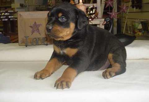 REGALO Cuccioli Rottweiller Disponibili  Abbiamo cuccioli rottweiller freschi disponibili tra l'8 e 
