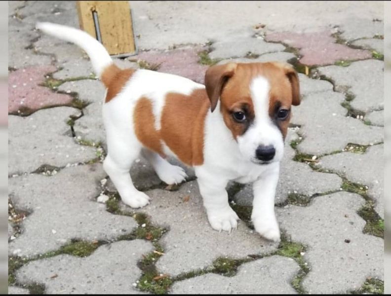 Jack Russell CUCCIOLI