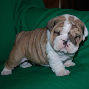 Adorabili cuccioli di bulldog inglese femminucce e maschietti disponibili per l'adozione gratuita i