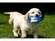 Labrador miele cuccioli disponibili