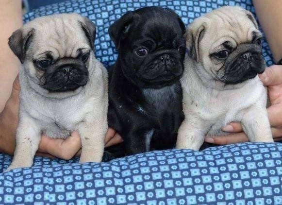 Splendidi cuccioli di carlino