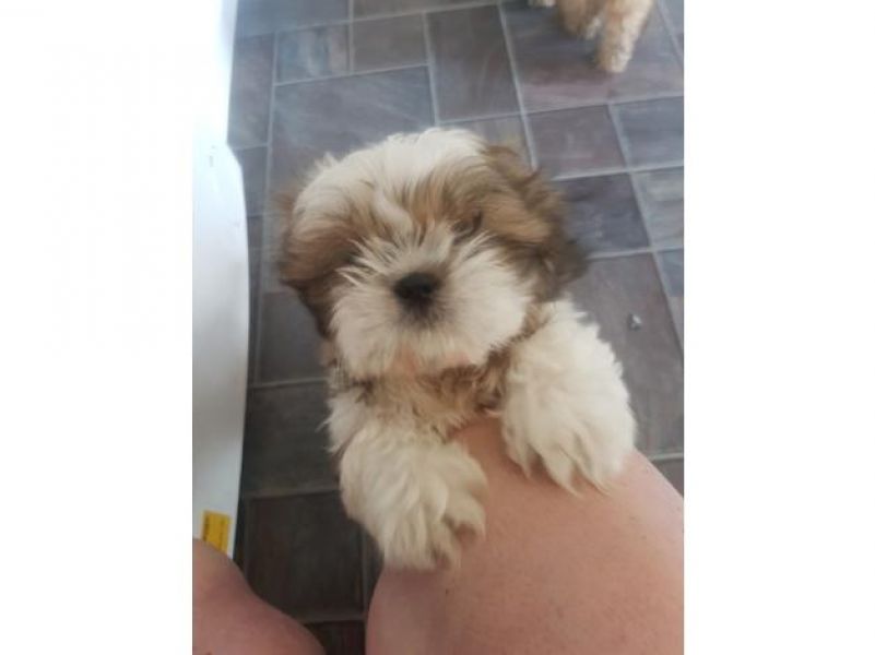 Bellissimi cuccioli di shih tzu