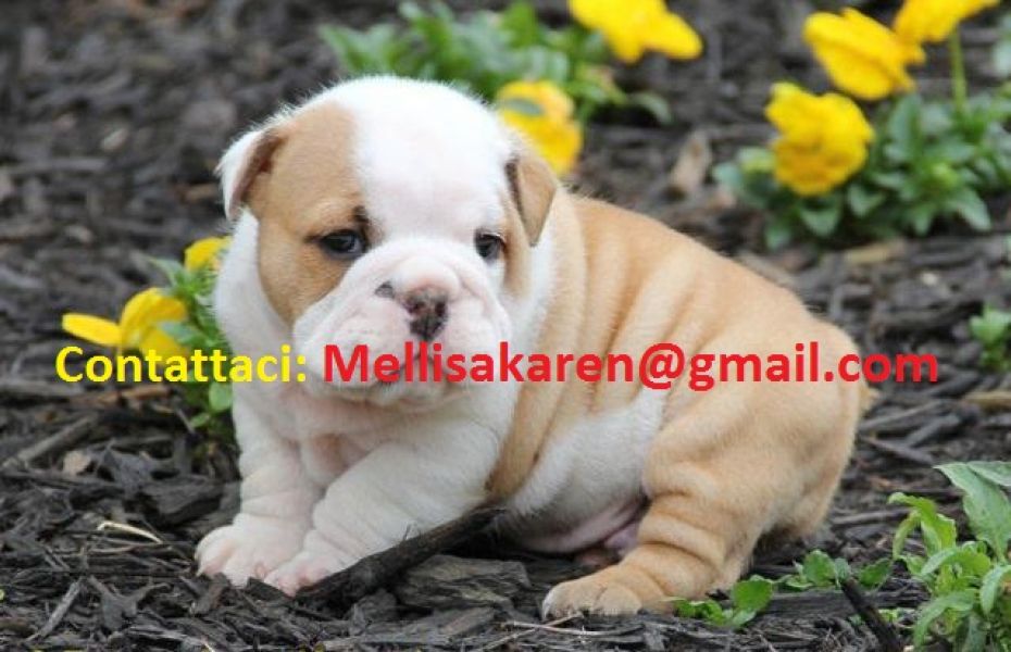 Bulldog ingress in regalo