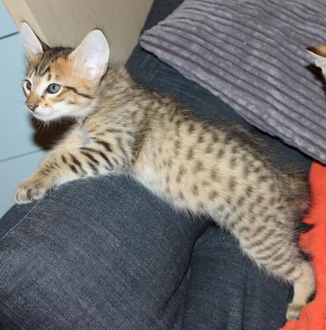  gattini Savannah   ( per regalo )