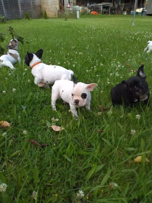 Cuccioli di razza bulldog francese per adozione 