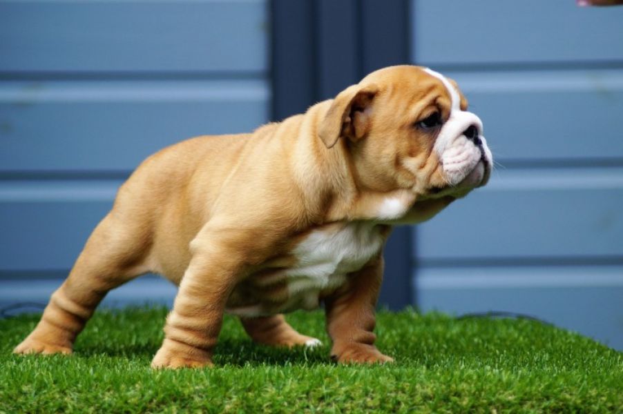  Regalo cuccioli di bulldog inglese disponiamo di una cucciolata di bulldog inglesi,con microchip,2 