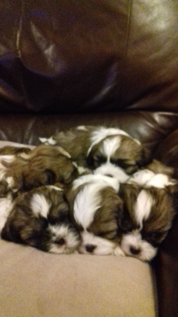 Cuccioli Shihtzu taglia piccola