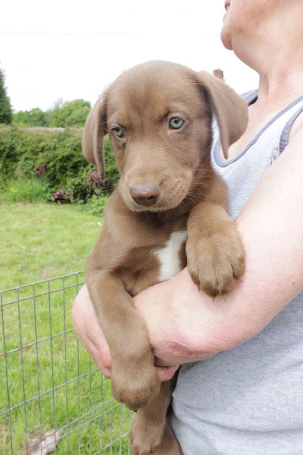 Regalo Cucciolata di weimaraner con 1 vaccinazione, sverminati,  dotati di microchip con iscrizione 