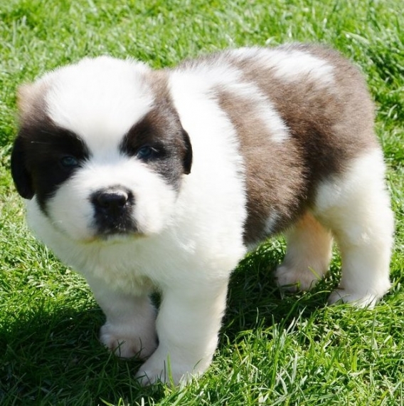  Regalo adorabili cuccioli san bernardo