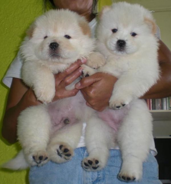 Adorabili cuccioli di chow chow femminucce e maschietti disponibili per l'adozione