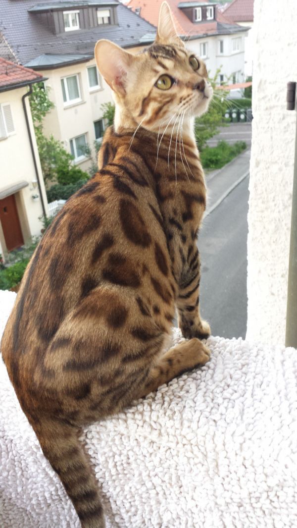 Gattini di bengala  ( per regalo )