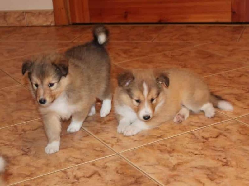 Regalo Cuccioli di shetland sheepdog