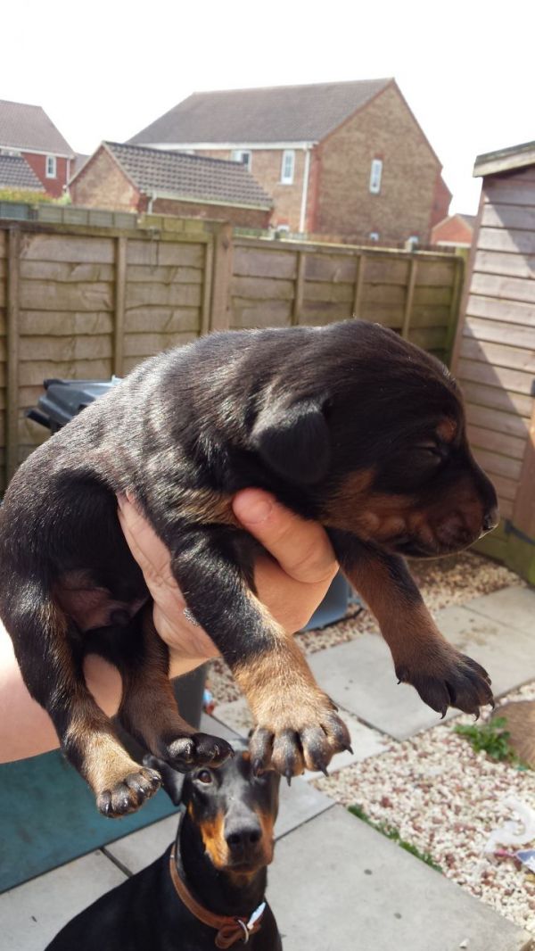 Cuccioli di doberman  ( per regalo )
