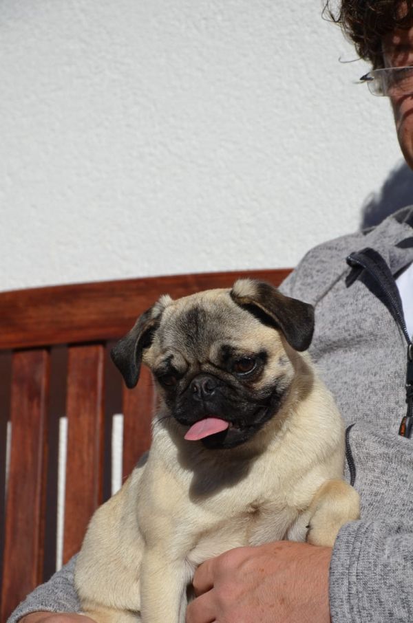  regalo cuccioli di carlino  disponibili per l'adozione