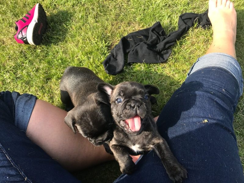  cuccioli di razza bulldog francese per adozione 