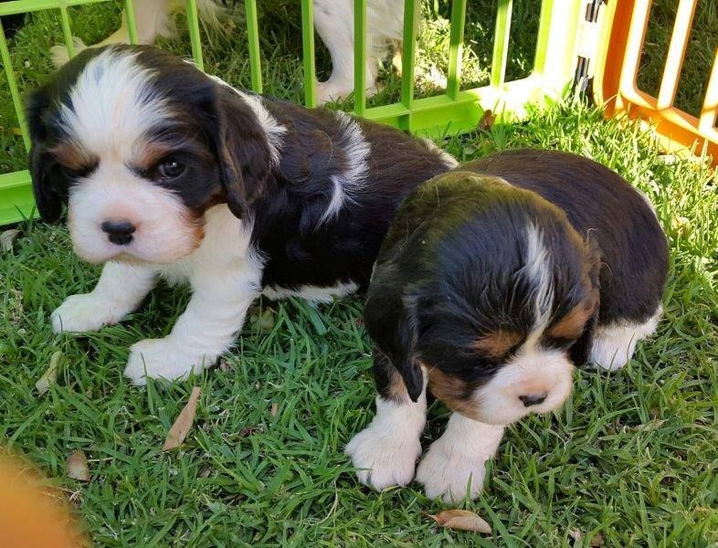 Cuccioli di cavalier king  per adozione ( regalo  )