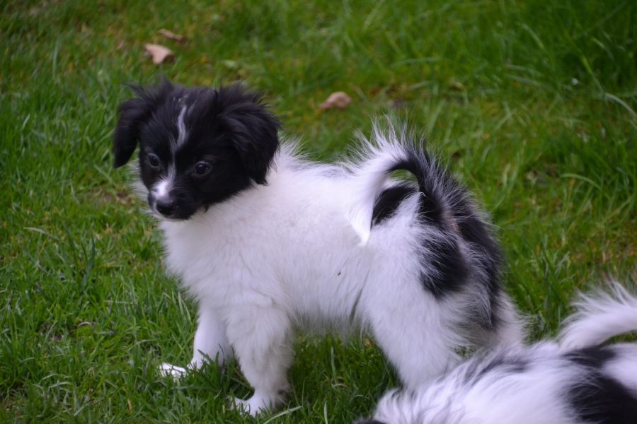 Cuccioli di papillon  ( per regalo )