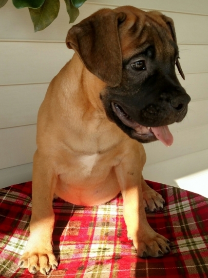Regalo abbiamo cuccioli di BullMastiff