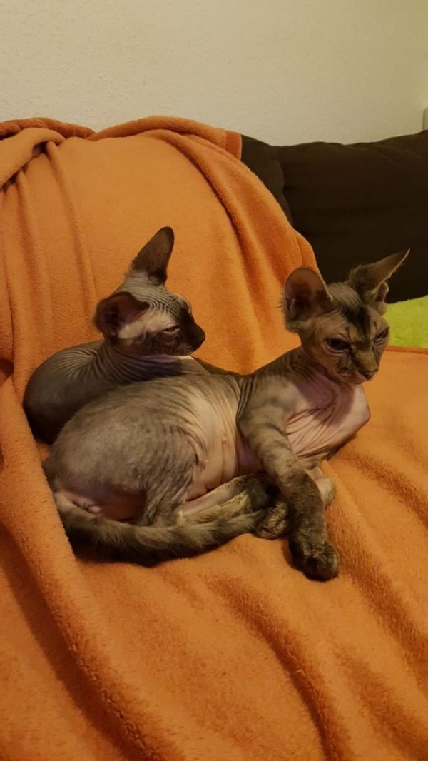 Gattini di Sphynx   per adozione ( maschio e femmina )