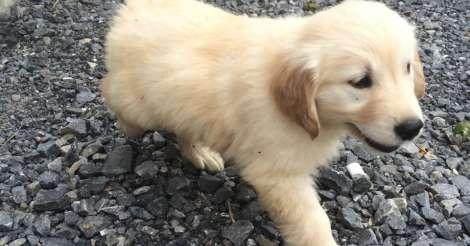 Cuccioli di golden retriever pronti ora