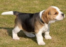 Beagle per l'accoppiamento