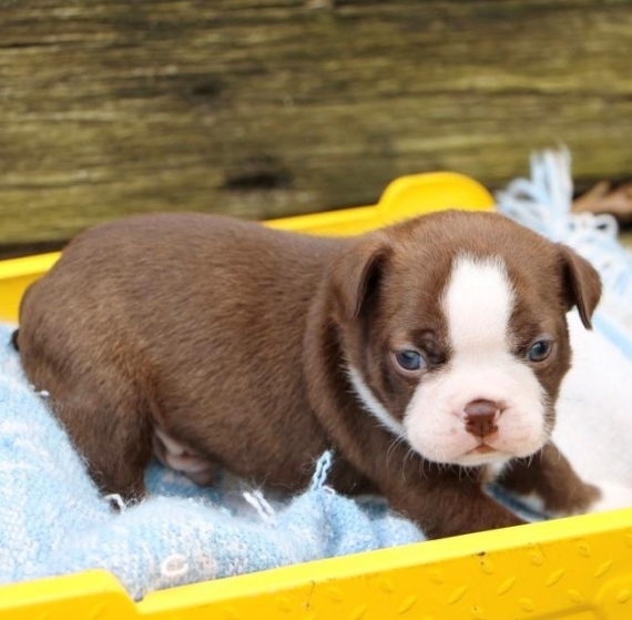 REGALO Cuccioli Boston terrier
