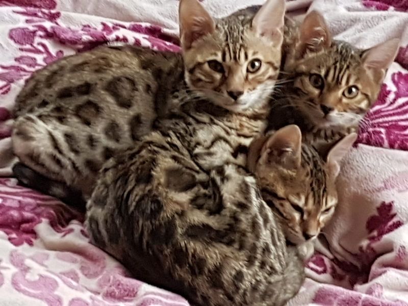 Gattini di bengala  per adozione ( regalo  )