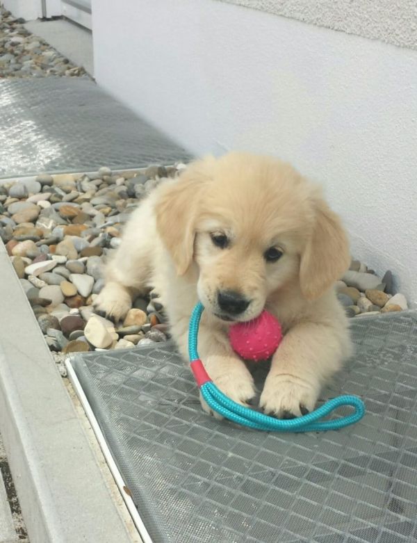 Cuccioli di golden retriever  per adozione ( regalo  )