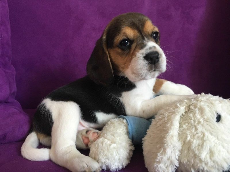 Molto bella e sani  cuccioli di beagle   per adozione maschi e femmine disponibili (gratis)