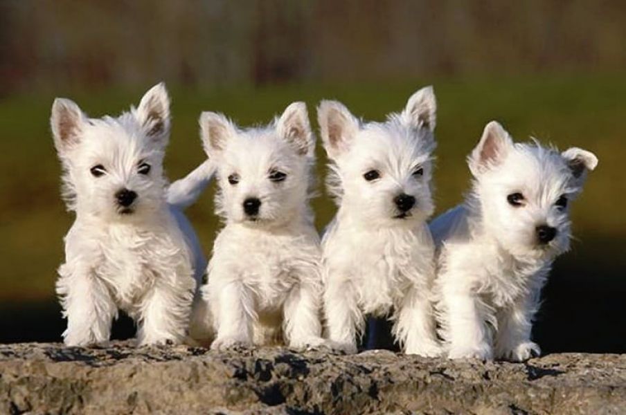 Cuccioli di West highland ( per regalo )