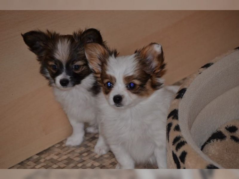 Molto bella e sani cuccioli di papillon per adozione maschi e femmine disponibili (gratis)